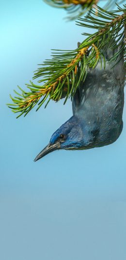 [2436x1125]枝叶 松针 飞鸟 蓝色羽毛 苹果手机壁纸图片