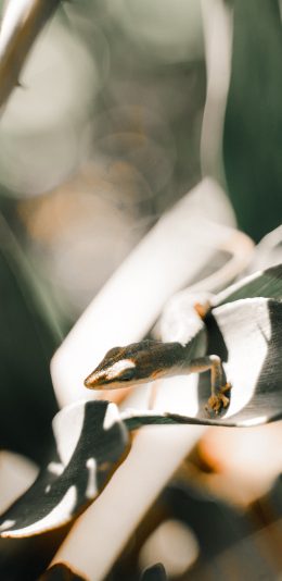 [2436x1125]枝叶 爬行动物 九尾蛇 蜥蜴科 苹果手机壁纸图片