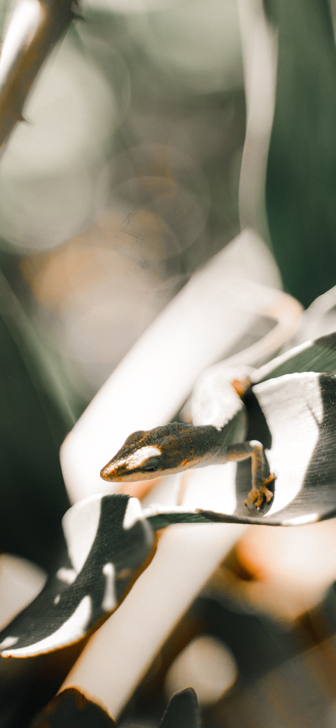 [2436×1125]枝叶 爬行动物 九尾蛇 蜥蜴科 苹果手机壁纸图片