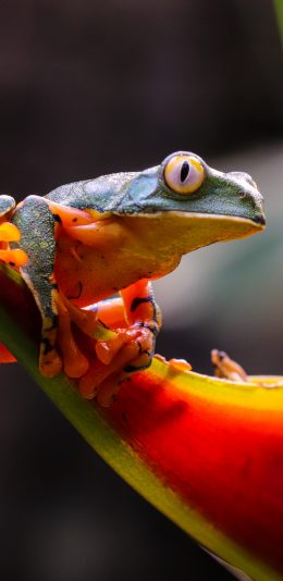 [2436x1125]枝叶 青蛙 栖息 大眼睛 苹果手机壁纸图片