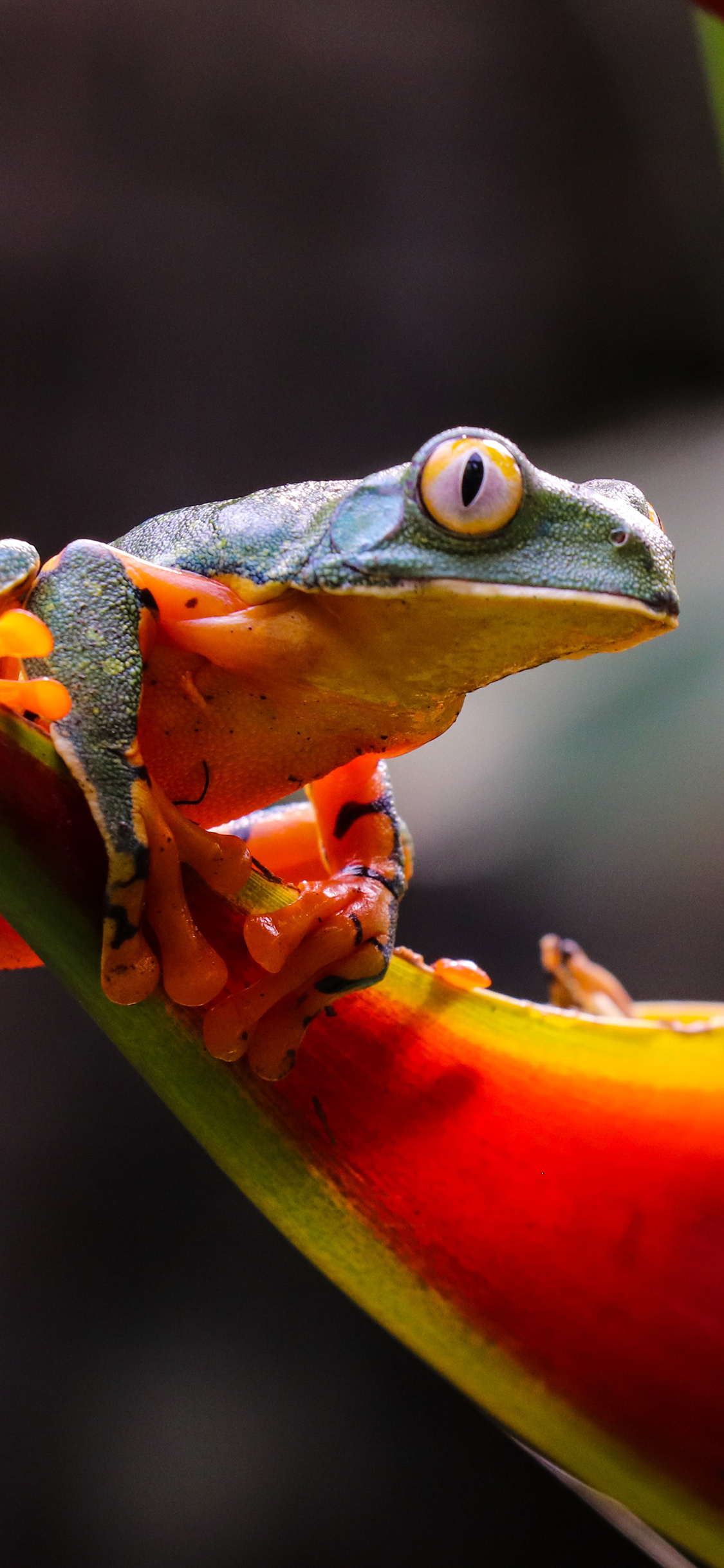 [2436×1125]枝叶 青蛙 栖息 大眼睛 苹果手机壁纸图片