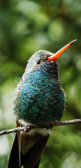 [2436x1125]枝叶飞鸟 蜂鸟 蓝色 栖息 苹果手机壁纸图片