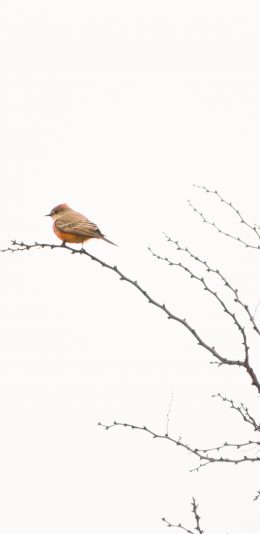[2436x1125]枝头 小鸟 树枝 站立 苹果手机壁纸图片