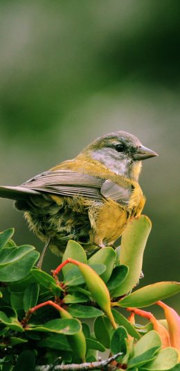 [2436x1125]枝头 小鸟 飞行动物 羽毛 苹果手机壁纸图片