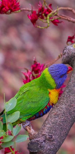 [2436x1125]枝干 鹦鹉 飞鸟 彩色 羽毛 苹果手机壁纸图片
