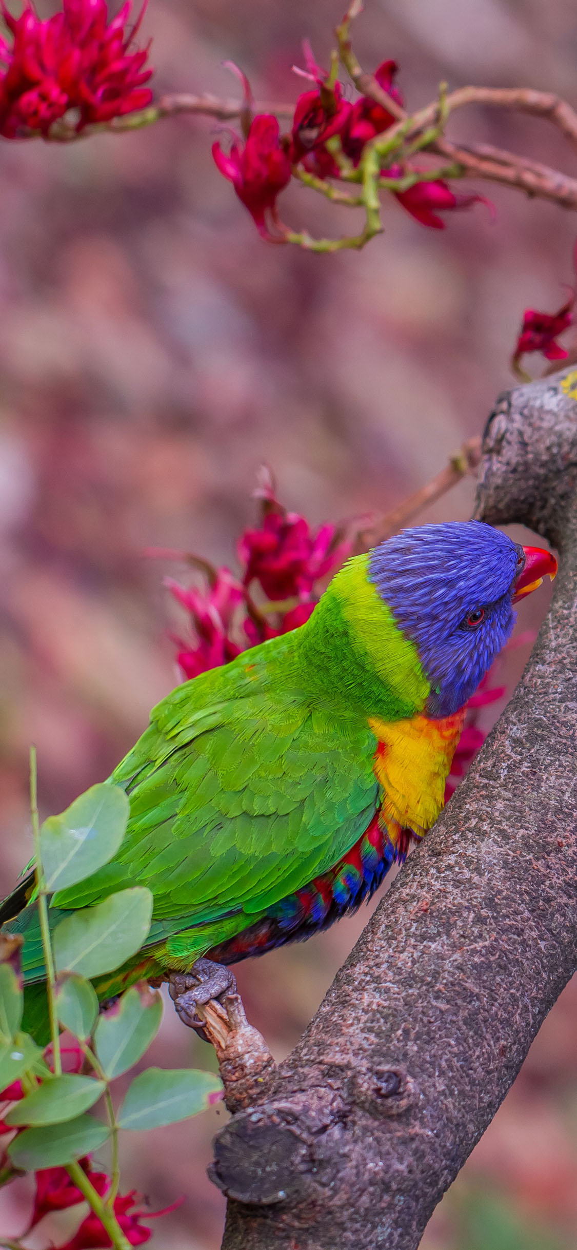 [2436×1125]枝干 鹦鹉 飞鸟 彩色 羽毛 苹果手机壁纸图片