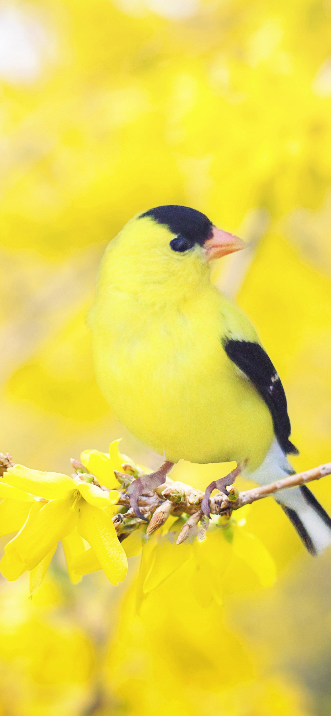 [2436×1125]枝杈 树 春天 色彩 金翅雀 苹果手机壁纸图片