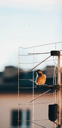 [2436x1125]架子 小鸟 飞禽 栖息 苹果手机壁纸图片