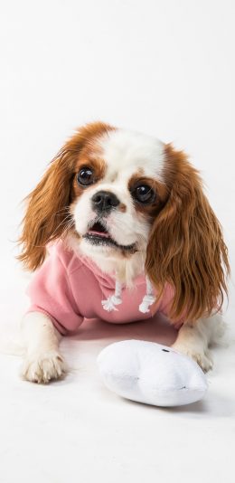 [2436x1125]查理士王小猎犬 宠物 可爱 苹果手机壁纸图片
