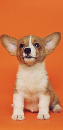 [2436x1125]柯基 仰头 宠物 可爱 幼仔 苹果手机壁纸图片