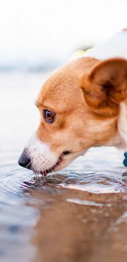 [2436x1125]柯基 动物 毛发 喝水 苹果手机壁纸图片