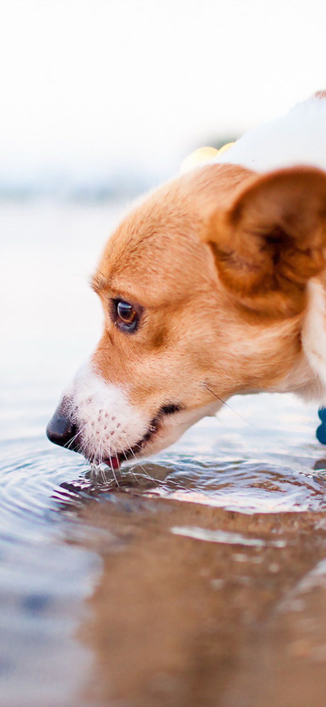 [2436×1125]柯基 动物 毛发 喝水 苹果手机壁纸图片