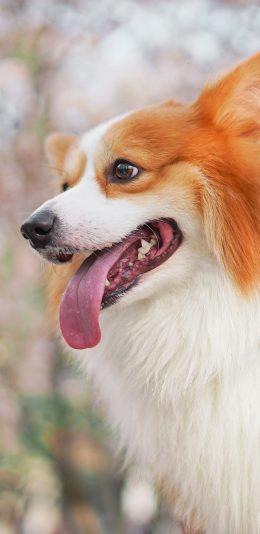 [2436x1125]柯基 可爱 宠物 犬类 苹果手机壁纸图片