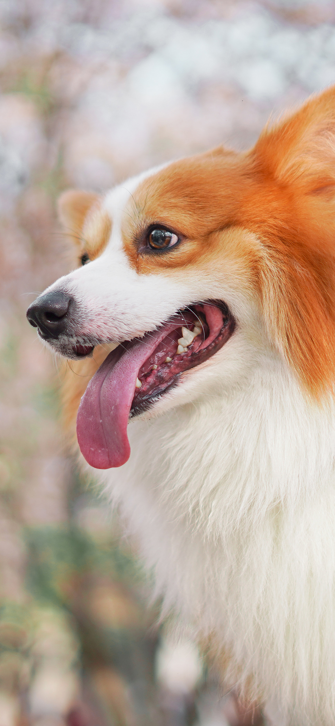 [2436×1125]柯基 可爱 宠物 犬类 苹果手机壁纸图片