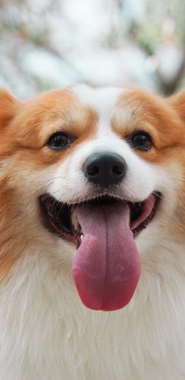 [2436x1125]柯基 可爱 犬类 吐舌 苹果手机壁纸图片