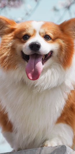 [2436x1125]柯基 可爱 犬类 宠物 树下 苹果手机壁纸图片