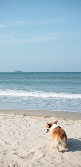 [2436x1125]柯基 大海 海岸 沙滩 宠物 苹果手机壁纸图片