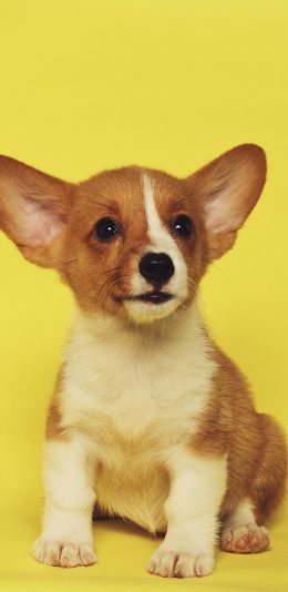 [2436x1125]柯基 宠物 可爱 犬类 大耳 苹果手机壁纸图片