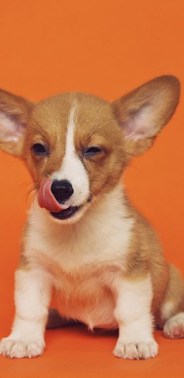 [2436x1125]柯基 宠物 大耳朵 犬类 苹果手机壁纸图片