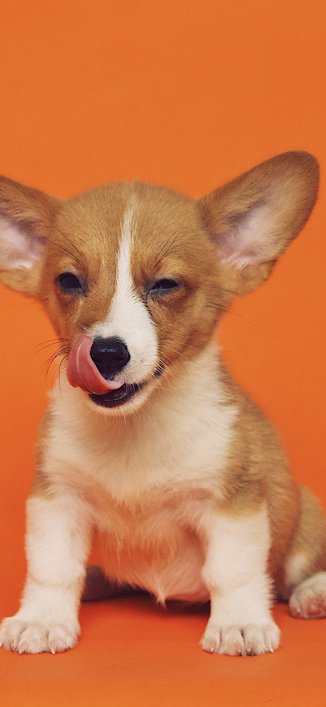 [2436×1125]柯基 宠物 大耳朵 犬类 苹果手机壁纸图片