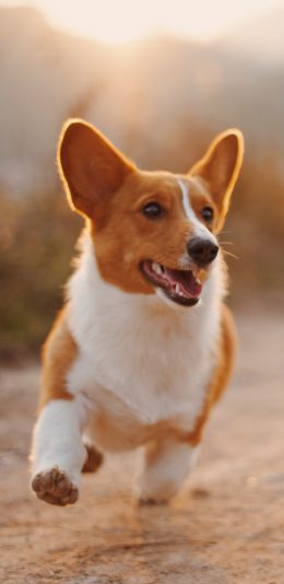 [2436x1125]柯基 宠物 奔跑 短腿 苹果手机壁纸图片