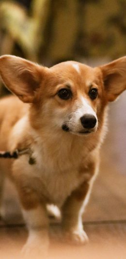 [2436x1125]柯基 宠物 小短腿 牵绳 苹果手机壁纸图片