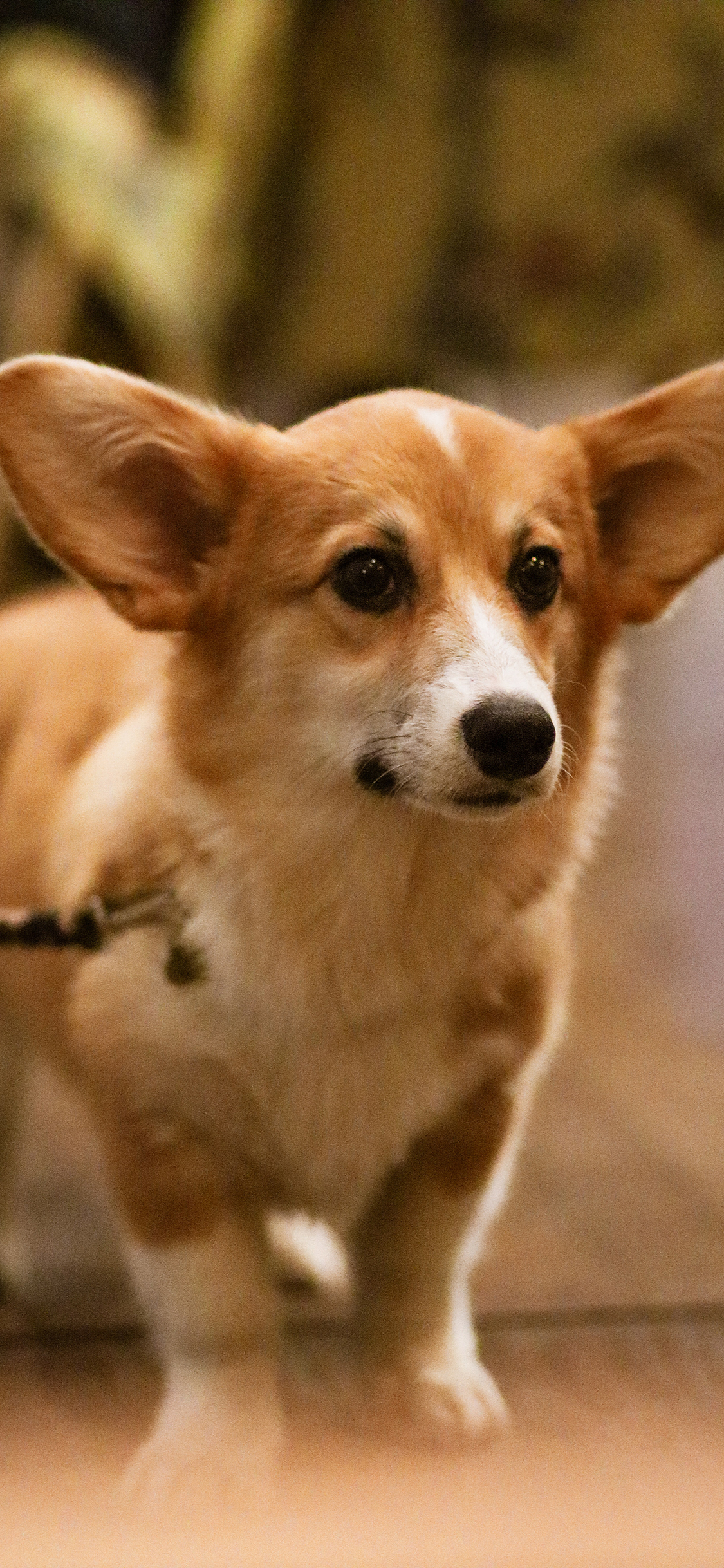 [2436×1125]柯基 宠物 小短腿 牵绳 苹果手机壁纸图片