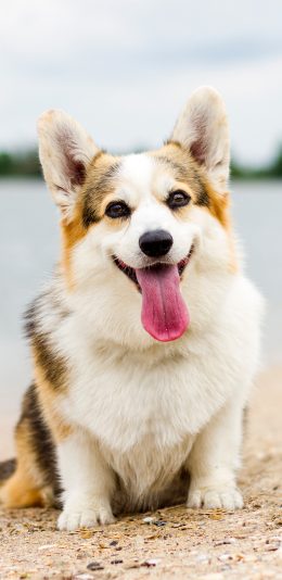 [2436x1125]柯基 宠物 海边 小狗 苹果手机壁纸图片