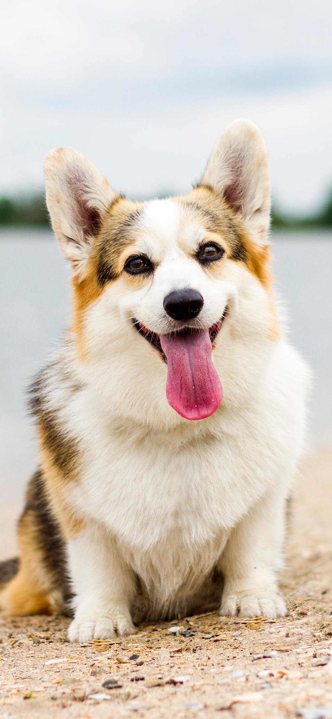 [2436×1125]柯基 宠物 海边 小狗 苹果手机壁纸图片