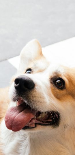 [2436x1125]柯基 宠物 犬类 狗 苹果手机壁纸图片