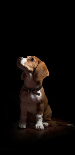 [2436x1125]柯基 宠物 短腿 抬头 苹果手机壁纸图片