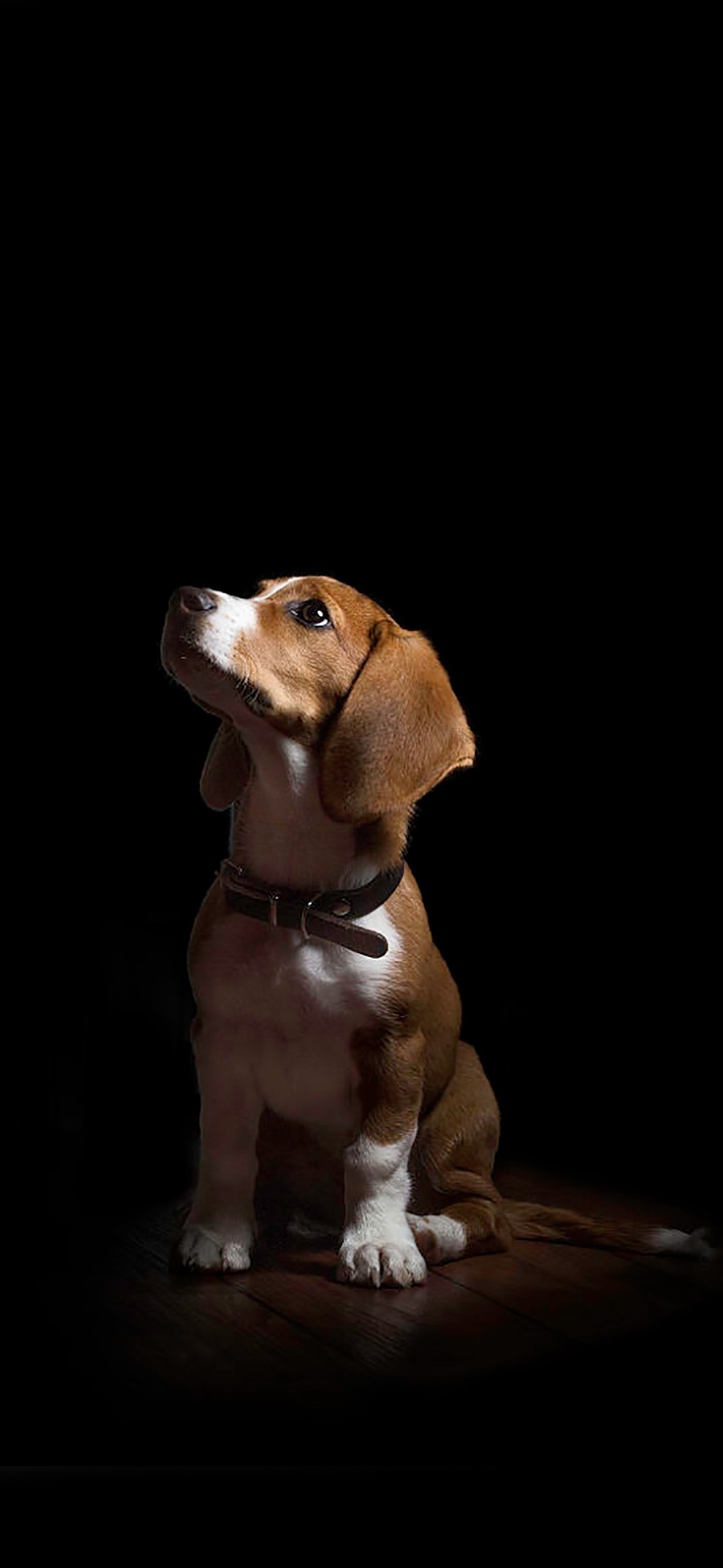 [2436×1125]柯基 宠物 短腿 抬头 苹果手机壁纸图片