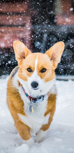 [2436x1125]柯基 宠物 短腿 雪地 苹果手机壁纸图片