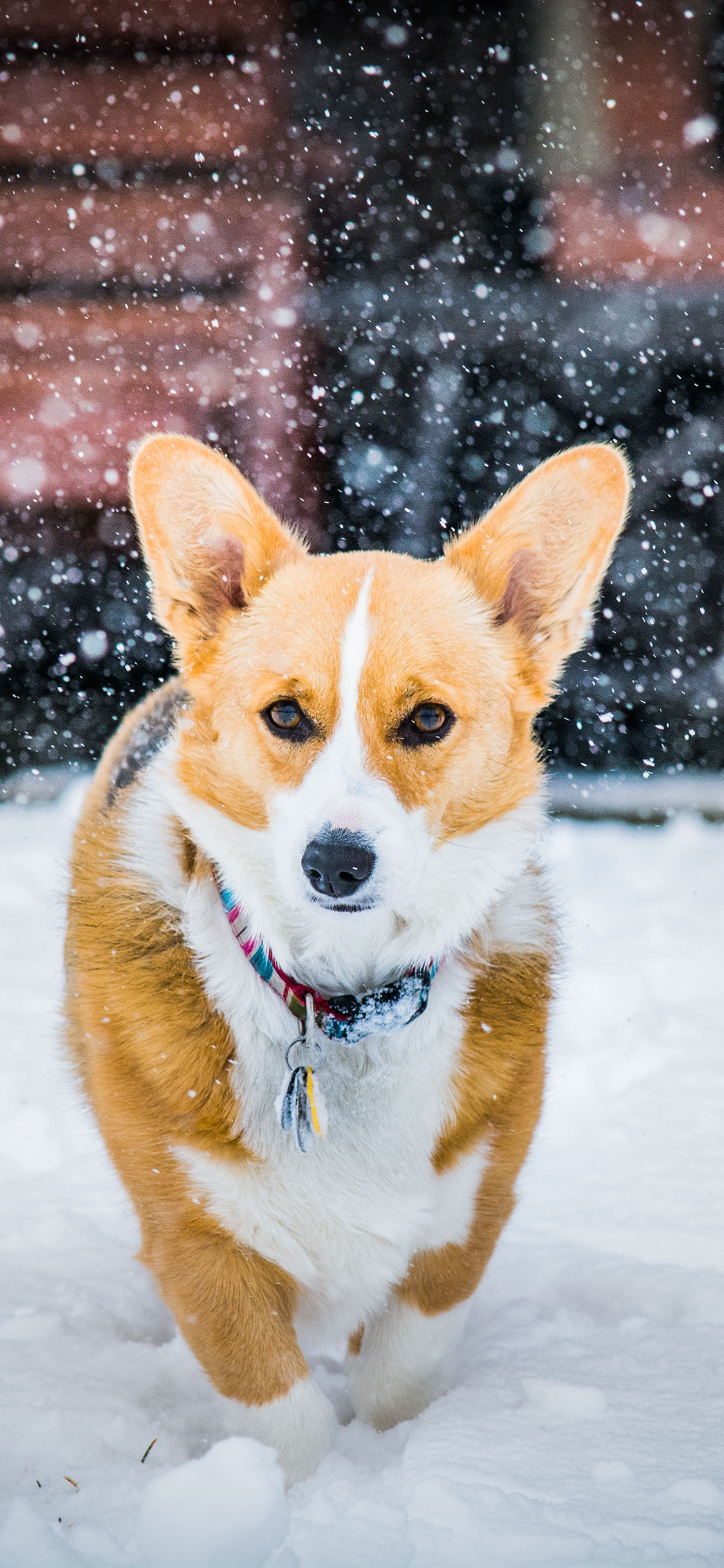 [2436×1125]柯基 宠物 短腿 雪地 苹果手机壁纸图片
