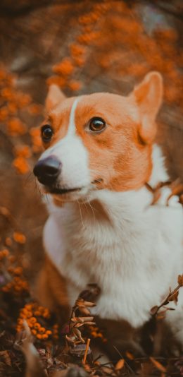 [2436x1125]柯基 宠物 野外 滤镜 苹果手机壁纸图片