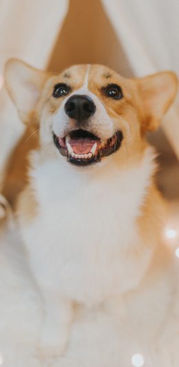 [2436x1125]柯基 宠物狗 可爱 犬类 苹果手机壁纸图片