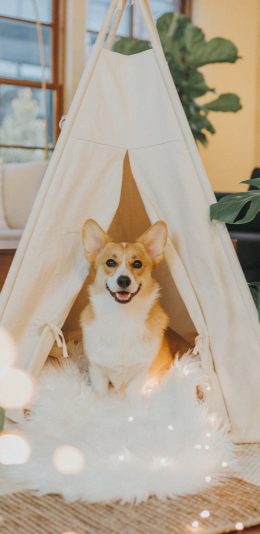 [2436x1125]柯基 室内 家居 帐篷 温馨 苹果手机壁纸图片