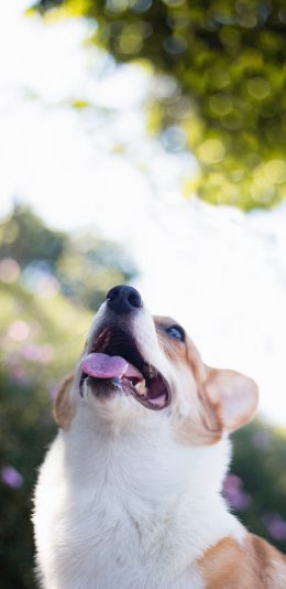 [2436x1125]柯基 小狗 宠物 户外 苹果手机壁纸图片