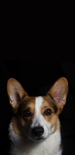 [2436x1125]柯基 小短腿 宠物 小狗  犬类 苹果手机壁纸图片