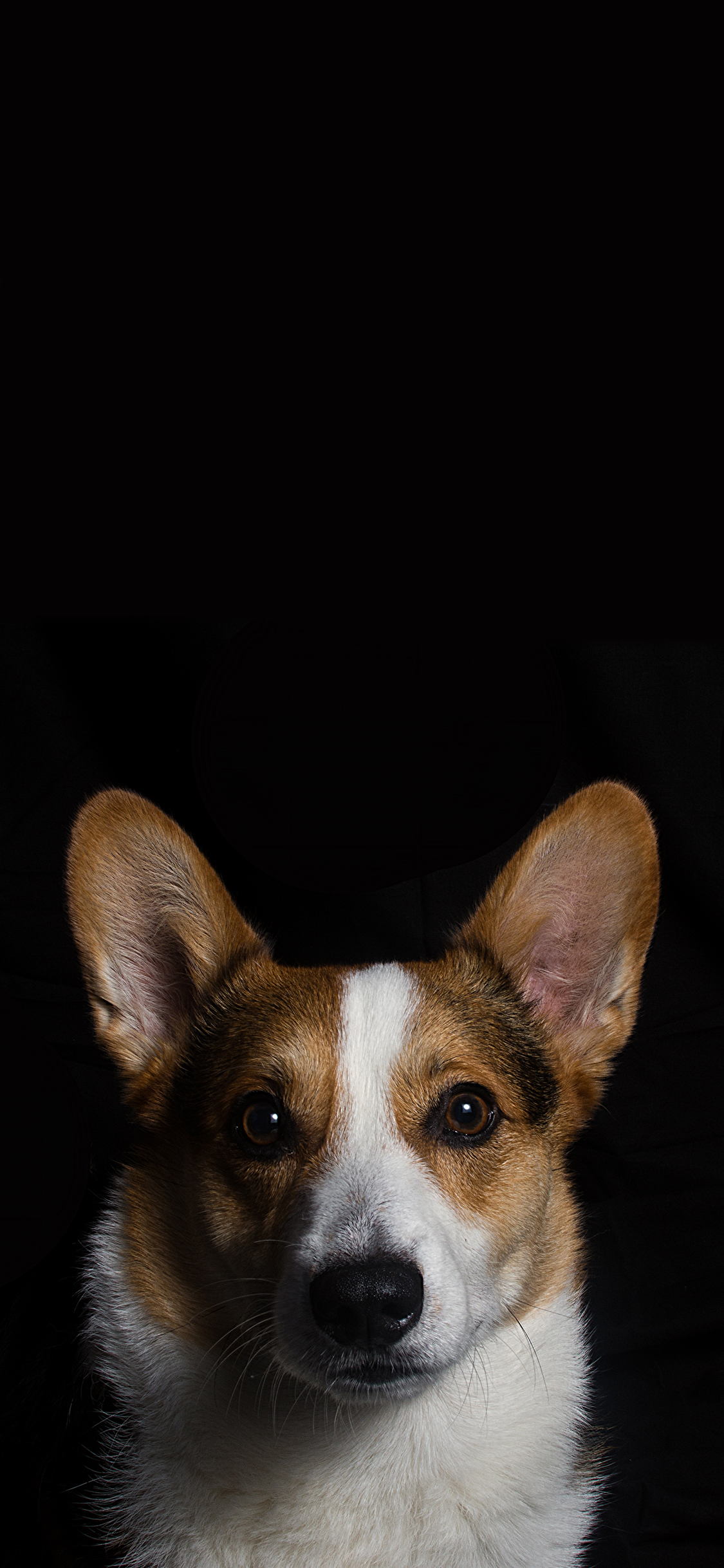 [2436×1125]柯基 小短腿 宠物 小狗  犬类 苹果手机壁纸图片