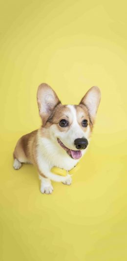 [2436x1125]柯基 犬 汪星人 宠物 可爱 萌 苹果手机壁纸图片