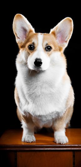 [2436x1125]柯基 犬 汪星人 宠物 狗 苹果手机壁纸图片