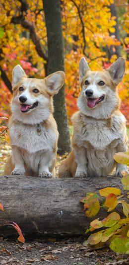 [2436x1125]柯基 犬 狗 汪星人 宠物 可爱 苹果手机壁纸图片