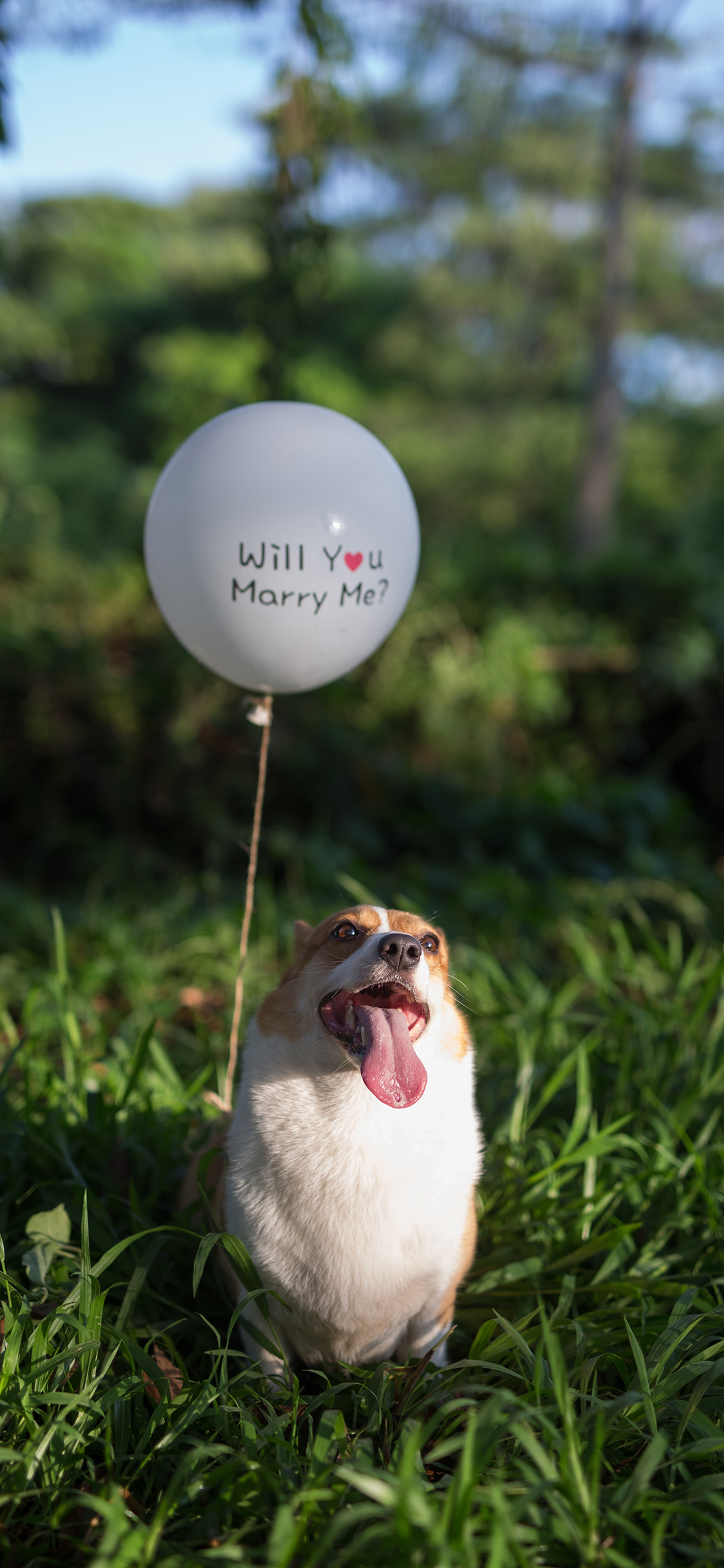 [2436×1125]柯基 犬 狗 汪星人 宠物 气球 草丛 苹果手机壁纸图片