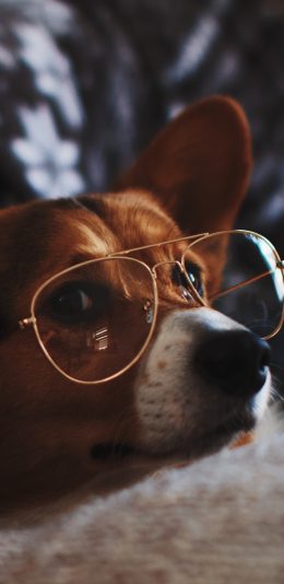 [2436x1125]柯基 犬 狗 汪星人 眼镜 宠物 苹果手机壁纸图片