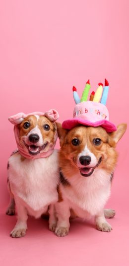 [2436x1125]柯基 犬 狗 汪星人 粉色 宠物 可爱 苹果手机壁纸图片