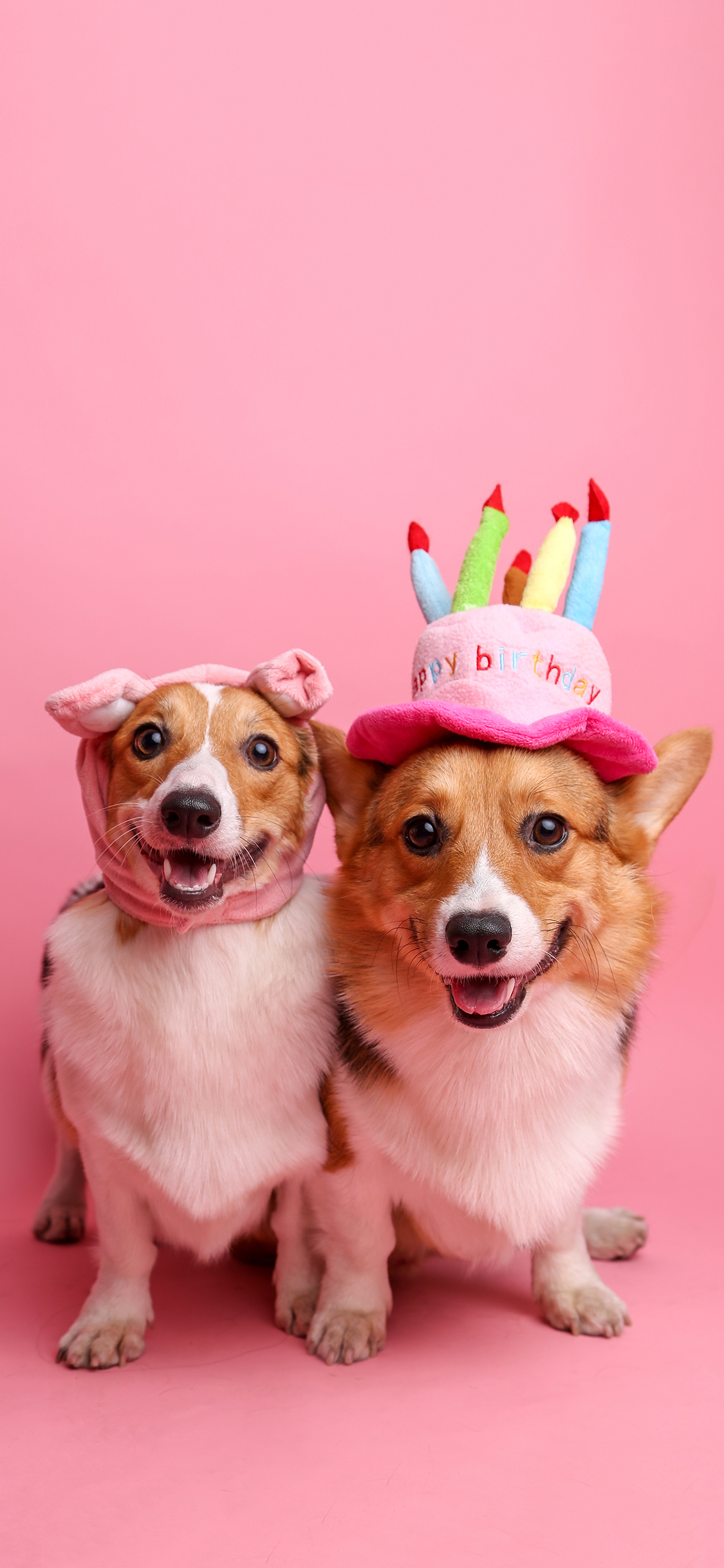 [2436×1125]柯基 犬 狗 汪星人 粉色 宠物 可爱 苹果手机壁纸图片