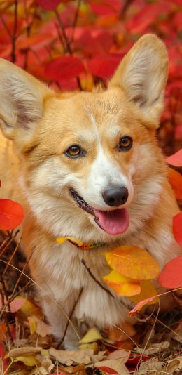 [2436x1125]柯基 狗 犬 汪星人 宠物 树丛 苹果手机壁纸图片