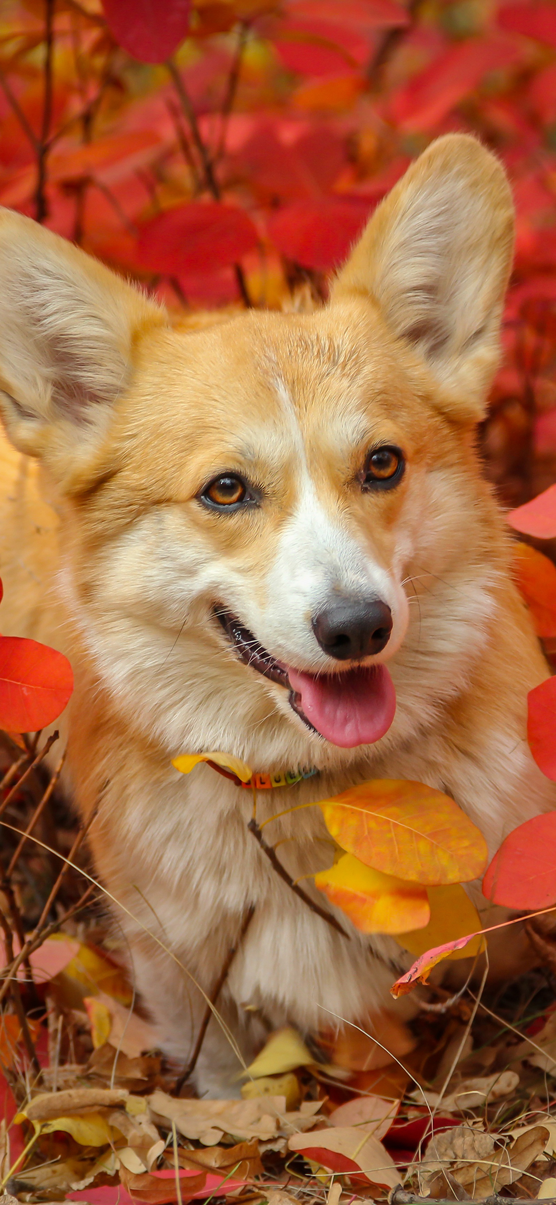 [2436×1125]柯基 狗 犬 汪星人 宠物 树丛 苹果手机壁纸图片