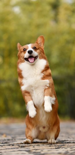 [2436x1125]柯基 狗 犬 汪星人 宠物 站立 苹果手机壁纸图片